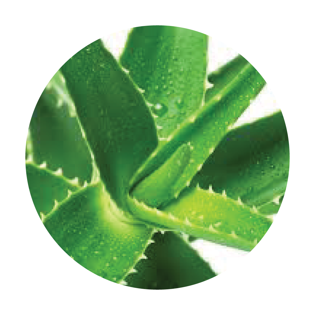 ALOE-VERA