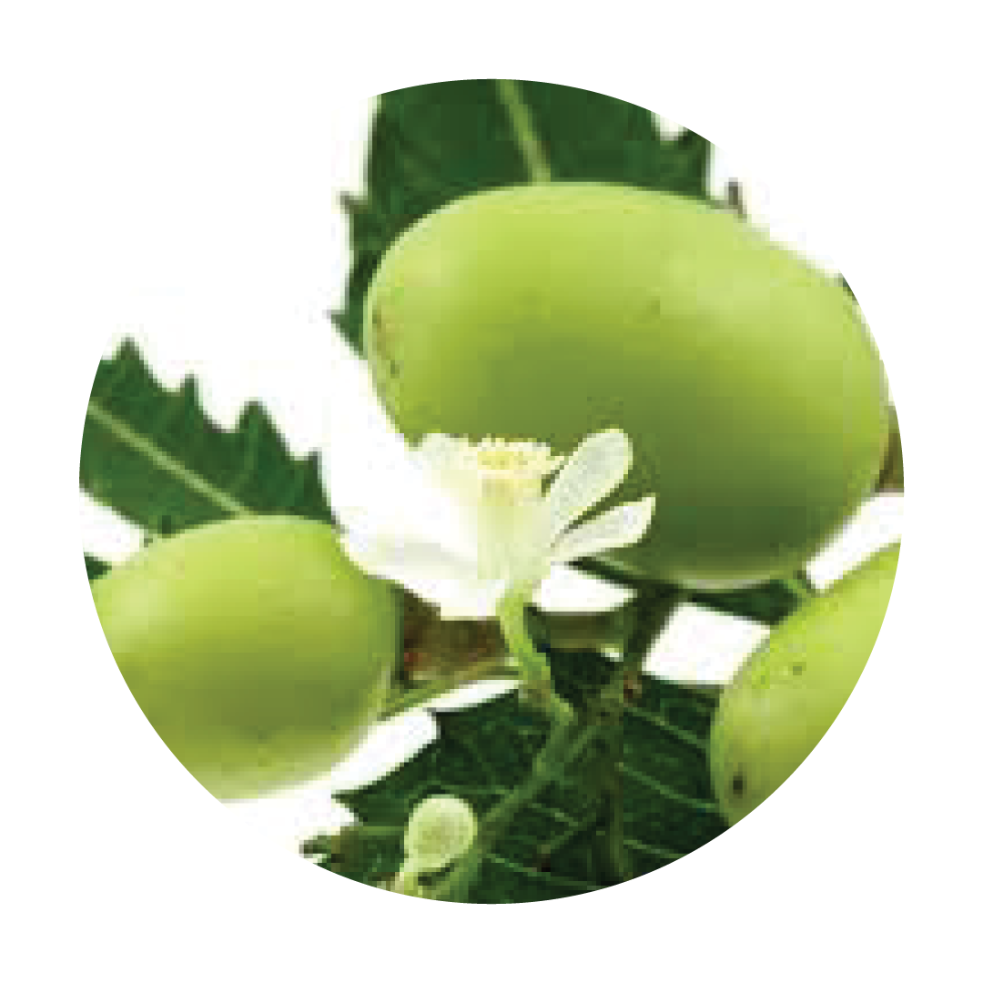 AZADIRACHTA