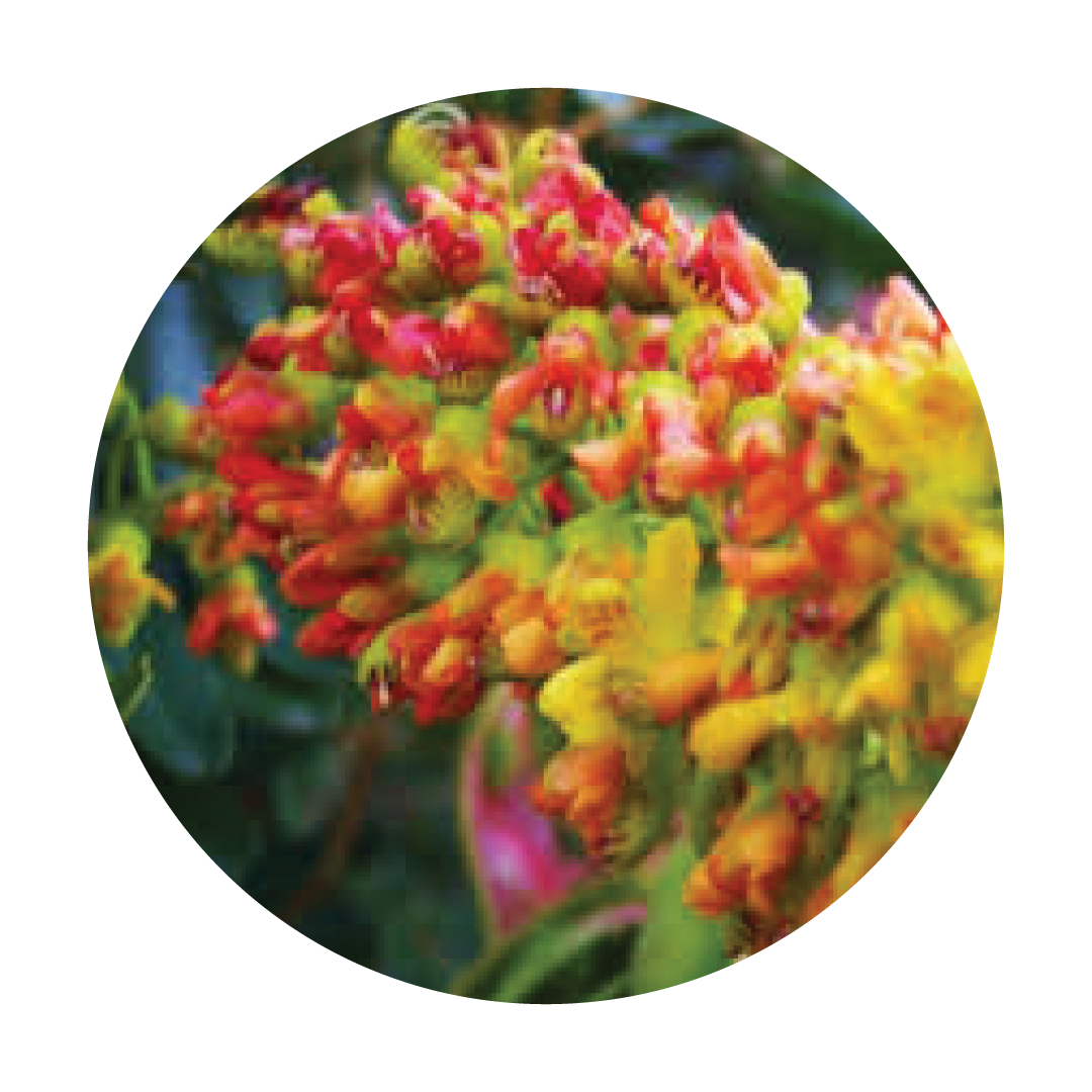 CAESALPINIA