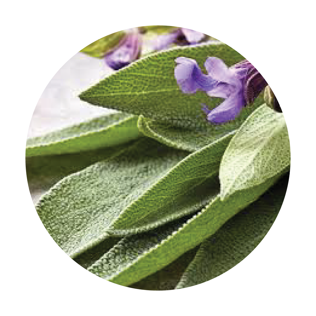 SAGE