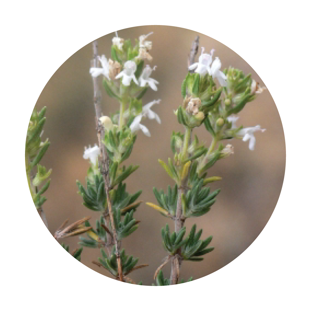 THYMUS-ZYGIS