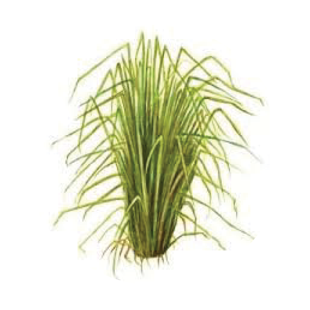 VETIVERIA